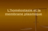 Lhoméostasie et la membrane plasmique. *La membrane plasmique* Lhoméostasie : la cellule doit maintenir son équilibre – son milieu interne doit rester.