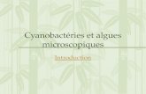 Cyanobactéries et algues microscopiques Introduction.