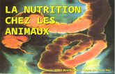 LA NUTRITION CHEZ LES ANIMAUX Gilles Bourbonnais / Cégep de Sainte-Foy.