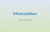 Musculation Etirements. Le muscle Le muscle est constitué de trois types de tissus : musculaire, conjonctif et nerveux. : Tissu musculaire: Le tissu musculaire.