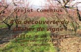 Projet Comenius A la découverte du pêcher de vigne ! Visite dun verger à Soucieu-en-Jarrest le 23 novembre 2011.