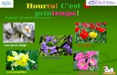 Http:// Hourra! Cest le printemps! Regarde! De quelle couleur sont … Les perce neige Les jonquilles Les tulipes Les violettes Les primevères.