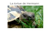 La tortue de Hermann. La Tortue de Hermann est la seule tortue terrestre de France: elle est présente dans la plaine et le massif des Maures et en Corse.