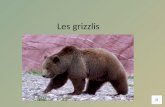 Les grizzlis Voici un grizzli. Le grizzli a une grosse bosse et des longues griffes.