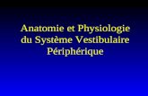 Anatomie et Physiologie du Système Vestibulaire Périphérique.