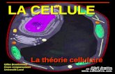 LA CELLULE La théorie cellulaire Gilles Bourbonnais Cours compensateurs Université Laval.