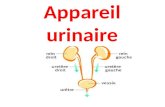 Appareil urinaire. I-généralités: lappareil urinaire est constitué de 2 portions: Une portion glandulaire: néphrons (annexés aux vaisseaux) Une.