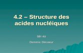 4.2 – Structure des acides nucléiques SBI 4U Dominic Décoeur.