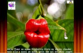 Cette fleur se nomme Psychotria Elata ou lèvres chaudes mais elle a aussi un autre petit nom qui est Mick Jagger. Elle se trouve au Costa Rica et en Colombie.