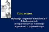 Tissu osseux Physiologie : régulation de la calcémie et de la phosphorémie Biologie cellulaire du remodelage Application à la physiopathologie.