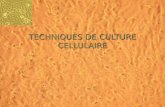 TECHNIQUES DE CULTURE CELLULAIRE. Année 2006-2007 Équipe pédagogique du Lycée Jean MOULIN (ANGERS) POCHET2 Techniques de culture cellulaire Les cellules.