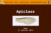 Apiclass Formation aux analyses morphométriques Sées 11 janvier 2014.