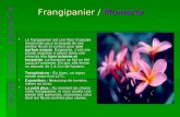 Frangipanier / Plumeria Le frangipanier est une fleur tropicale renommée pour la beauté de ses petites fleurs et surtout pour son parfum exquis. Exigeante,