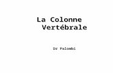 La Colonne Vertébrale Dr Palombi. Une référence: « Précis dAnatomie Clinique » Pierre Kamina (Maloine,2002)