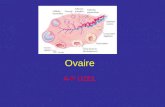 Ovaire A-P UZEL Trompe utérine Vue générale ventrale de situation des ovaires dans le pelvis.