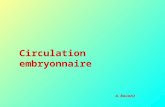Circulation embryonnaire A. Bouaziz. La mise en place dun dispositif embryo-trophique simpose à partir du 21 ème jour, et ce, suite à linsuffisance du.