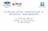 Différenciation endothéliale et processus angiogéniques Pr Philippe NGUYEN EA3801 et Laboratoire dHématologie Université de Reims Champagne Ardenne CHU.