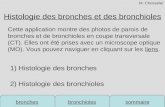 Bronchesbronchioles sommaire Histologie des bronches et des bronchioles 1) Histologie des bronches 2) Histologie des bronchioles Cette application montre.