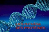 LA SYNTHÈSE DES PROTÉINES. La transcription Information : dans le noyau (sous forme d'ADN) Synthèse des protéines : dans le cytoplasme (au niveau des.