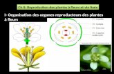 Ch II: Reproduction des plantes à fleurs et vie fixée I- Organisation des organes reproducteurs des plantes à fleurs.