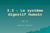 3.3 - Le système digestif humain SBI 3U Dominic Décoeur.