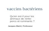 Vaccins bactériens Qu'en est-il pour les animaux de rente: porcs et ruminants ? Jacques Mainil, Professeur.
