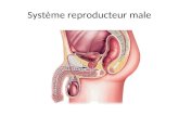 Système reproducteur male. Parties du système reproducteur male.