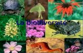 La biodiversité. Définition : Définition : –Biodiversité, contraction de « diversité biologique » désignant la variété et la diversité du monde vivant.
