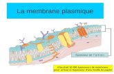 La membrane plasmique Épaisseur de 7 à 8 nm Il faudrait 10 000 épaisseurs de membrane pour arriver à lépaisseur dune feuille de papier.