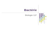 Bactérie Biologie 11F. Caractéristiques Générales: Aucune noyau ou organites avec les membranes (procaryote) Paroi cellulaire microscopique / unicellulaire.