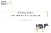 1 Antibiothérapie des infections mammaires Alain BOUSQUET-MELOU.