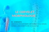 LE CERVELET MORPHOLOGIE Dr CHENAFA SERVICE DANATOMIE NORMALE CHU ORAN ANNEE UNIVERSITAIRE 2011 - 2012.
