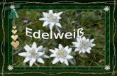 L'Edelweiss (Leontopodium alpinum), pied-de-lion, Gnaphale à pied de lion dans le Tyrol1, étoile d'argent ou encore étoile des glaciers est parmi les.