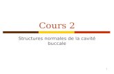 1 Cours 2 Structures normales de la cavité buccale.