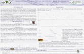 Communication chimique chez les coccinelles: Étude de phylogénie C.Ducamp, F.Ramon-Portugal, J-L.Hemptinne, A.Magro UMR CNRS/UPS/ENFA 5174 Evolution et.