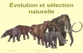 Automne 2004Geneviève Beauchamp1 Évolution et sélection naturelle.