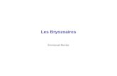 Les Bryozoaires Emmanuel Bernier. Les bryozoaires : situation phylogénétique.