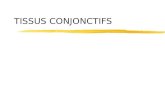 TISSUS CONJONCTIFS. 2 Définition Tissu avec Cellules  et MEC+++ Jonctions cellule  MEC +++ Fonctions  soutien  association, cohésion  nutrition,