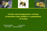 Genetic and morphometric variation in honeybee (Apis mellifera L.) populations of Turkey Allard Louis-Philippe. Guyon Jéremy. Colon Violaine. Vanden Bergh.