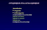 OVOGENESE-FOLLICULOGENESE Introduction  Ovogenèse  Folliculogenèse A-CROISSANCE FOLLICULAIRE Follicules primordiaux Follicules en croissance Follicules.