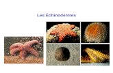 Les Échinodermes. Les échinodermes : situation phylogénétique.