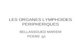 LES ORGANES LYMPHOIDES PERIPHERIQUES BELLASSOUED MARIEM PCEM2.g1.