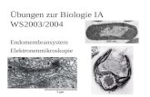 Übungen zur Biologie IA WS2003/2004 Endomembransystem Elektronenmikroskopie.