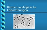 Biotechnologische Laborübungen. Referenten b Mag. Alfred Langeder Fa. Schott-Eppendorf b Dr. Renate Pfleger BA für Milchwirtschaft Wolfpassing b Mag.