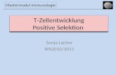T-Zellentwicklung Positive Selektion Sonja Lacher WS2010/2011 Mastermodul Immunologie.