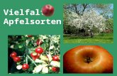 Vielfalt Apfelsorten. Eigenschaften: würziger, fein säuerlicher Äpfel Ahra Eigenschaften: wenig würzig, süß-säuerlich Baumanns Renette Böhmischer Cox.