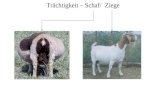 Trächtigkeit – Schaf/ Ziege. (SB bzw. Gordon) Trächtigkeit – Schaf/ Ziege.