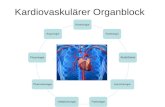 Kardiologie Radiologie Anästhesie HerzchirurgiePathologieGefäßchirurgiePharmakologiePhysiologieAngiologie Kardiovaskulärer Organblock.