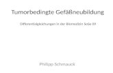 Tumorbedingte Gefäßneubildung Philipp Schmauck Differentialgleichungen in der Biomedizin SoSe 09.