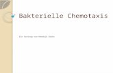 Bakterielle Chemotaxis Ein Vortrag von Hendrik Dirks.